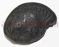 Shaligram 10748 40gm